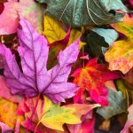 colorful autumn leaves foliage 2609978