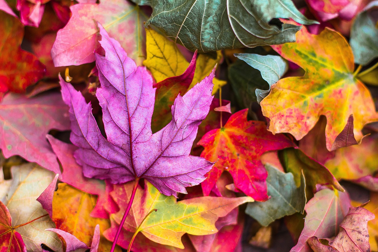 colorful autumn leaves foliage 2609978